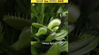 venus flytrap carnivorous plan shorts viral youtubeshorts [upl. by Bernette]