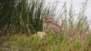 Stone Curlew [upl. by Pedrick]