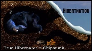 What does Hibernation mean to a Black Bear [upl. by Yellas]