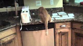 How to keep cats off the counter [upl. by Gad]