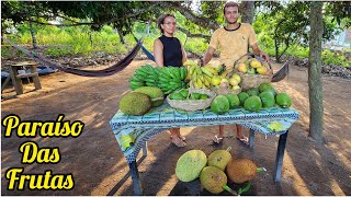 COLHENDO algumas FRUTAS da época no nosso sítio  COLHEITA FARTA [upl. by Niveg]