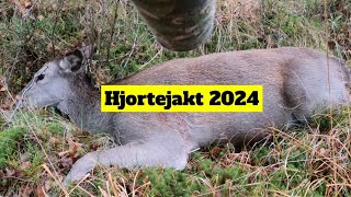 Jakt 2024 Hjortejakt [upl. by Airpal]