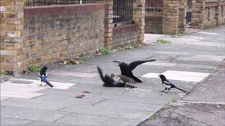 Sparrowhawk attacks jackdaw then gets mobbed [upl. by Yrkcaz]