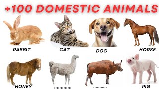 Domestic Animals l 100 Domestic Animals Name In English  domestic animals vocabulary [upl. by Odnam]