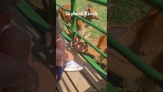 Only in Pigeon Forge Tennessee leggsoutdoors skylandranch [upl. by Chiquia]