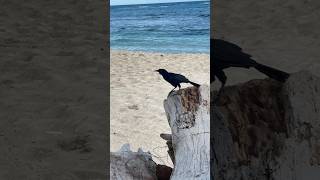 Quiscalus niger enjoying the beach 🦅🏝️⛱️  animals birds fypシ゚viral india [upl. by Whitelaw]