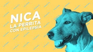 Epilepsia canina Tratamiento y ¿Efectos secundarios 😱 [upl. by Gnilrets832]