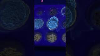 Wellsite Geology amp Mud Logging  Drilling Sample Show Fluorescence  Wet Cut vs Dry Cut [upl. by Airdnaid]