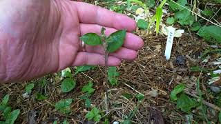 Simplest way to propagate apple rootstocks for grafting on them next year [upl. by Fabrianna]