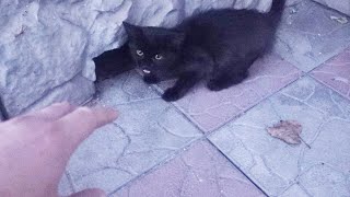 A black kitten lives in a mouse hole [upl. by Sisxela957]