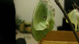 Timelapse  Luna Moth Hatches and Unfolds Wings [upl. by Mauve]