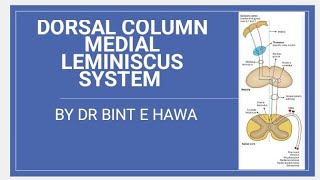 DORSAL COLUMN TractsFasciculus Gracilis and Fasciculus CuneatusNeuroanatomy made easy [upl. by Korey]