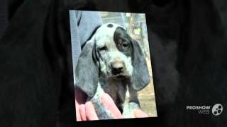 American Blue Gascon Hound Dog breed [upl. by Herold]