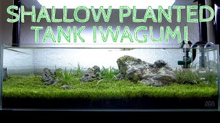 🌱 Nature Aquarium Aquacape  Planted Tank Iwagumi [upl. by Henricks]