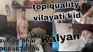 saste mai vilayati sheep kid for sale in kalyan  top quality vilayati mende [upl. by Cenac]