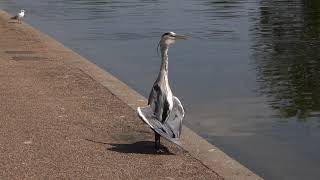 Hot Grey Heron [upl. by Llehcnom557]