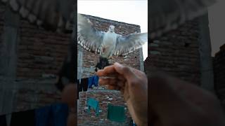 pigeon training pigeons reaction publicreaction kabutar pigeonshorts trendingshorts [upl. by Aleydis]