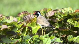 Redwattled Lapwing at Rajarhat Grassland [upl. by Hendrika13]