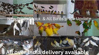 New Birds Stock amp Price Update  Bengali Finch bird  Gouldian finch  Cocktail [upl. by Doughman12]