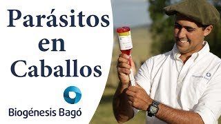 ¿Cómo desparasitar caballos  Biogénesis Bagó [upl. by Eneri]