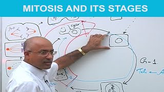 Mitosis and Its Stages  Phases of Mitosis 👨‍⚕️ [upl. by February935]