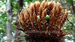 Cycad intricate seed pod structure Cycas circinalis male and female plants [upl. by Langer]