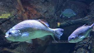 Jungle Perch  Kuhlia rupestris  Australian Freshwater Fish [upl. by Treulich]