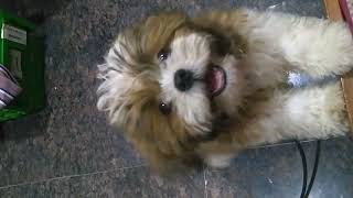 shihtuz puppy barking sound [upl. by Pippa]