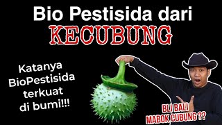 Biopestisida Kecubung Hama jadi M4BOK Begini Penjelasannya [upl. by Bent308]