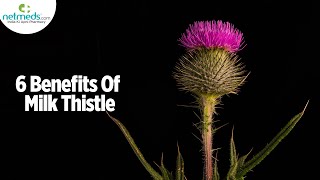 5 Incredible Health Benefits Of Milk Thistle [upl. by Aivirt]