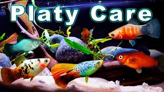 All You Need to Know About Platy Fish Platy Care and Breeding [upl. by Brockie]