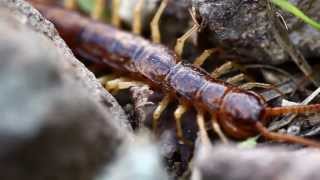 Stone centipede Lithobius forficatus [upl. by Rihaz825]