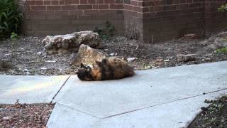 My calico Manx cat rolling around outside Ends with a bang [upl. by Iadrahs821]