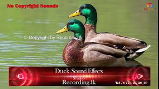 Duck Sound Effects No Copyright [upl. by Brunella12]