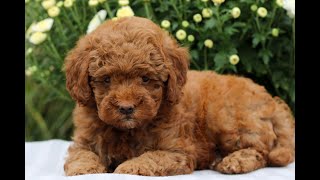 Toy Poodle Puppies for Sale [upl. by Andie]