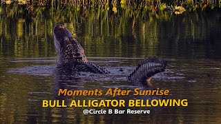 Moments After Sunrise Bull Alligator Bellowing [upl. by Airyk952]