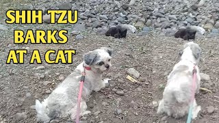 Shih Tzu Barks At A Cat [upl. by Adaynek]