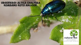 altica chalybea [upl. by Nodarse]