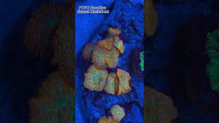 MUSHROOM CORAL COLLECTION [upl. by Aryad429]