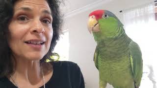 Amazon Parrots 🦜 Do They Make Great Talking Cuddly Pets [upl. by Anse]