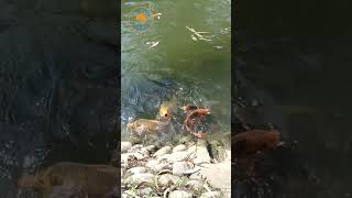 Fish amp Fish goldfish videos fish goldfish redfish [upl. by Anor908]