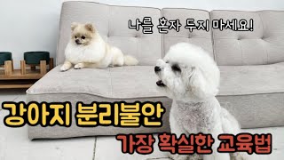 강아지 분리분안 증상원인훈련 방법 총정리 [upl. by Ardelia]