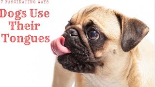 7 Fascinating ways dogs use their tongue [upl. by Parsaye]