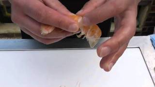 Passionate About Fish  How to prepare fresh langoustine [upl. by Fiona890]