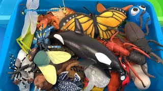 Sorting Fun Sea Animals and Insect Toys [upl. by Darrel]