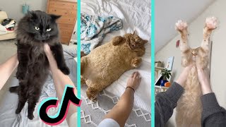 Wakey wakey it’s time for school cats tiktok compilation [upl. by Chrysa]