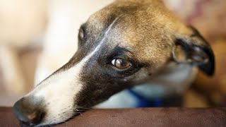 Getting to Know the Whippet Breed History and Origins [upl. by Chaworth]