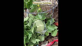 Cantaloupe plant  Homegrown fruit Melon Harvest [upl. by Lucho432]