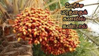 பேரீச்ச மரத்தைக் கனவில் கண்டால்  pericha marathai kanavil kandal  dates in dream Anitas clips [upl. by Nanda]