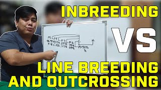 Inbreeding vs Line Breeding and Outcrossing [upl. by Holton]